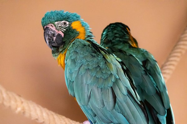 Mastering Diabetic Cat Care: Strategies to Modify Feeding Protocols for Effective Hypoglycemia Management