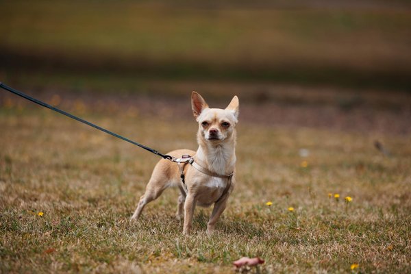 The Impact of the UK"s Transition to Organic Farming on Local Wildlife: A Closer Look