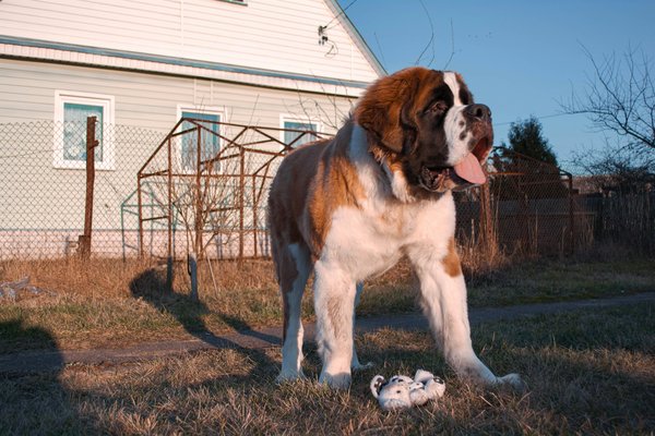 Mastering Crate Training: A Comprehensive Guide for Adult Saint Bernards